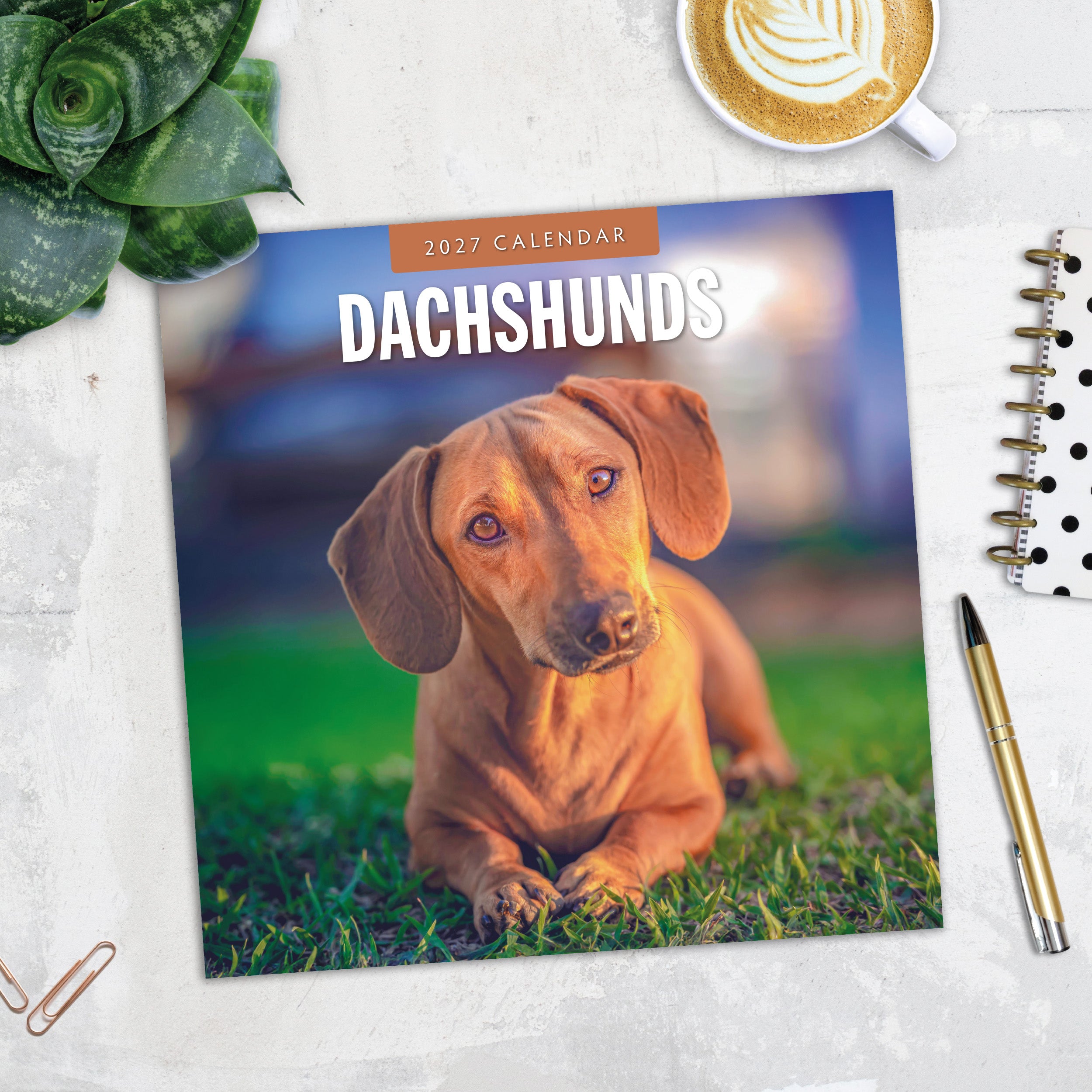 2027 Dachshunds - Square Wall Calendar