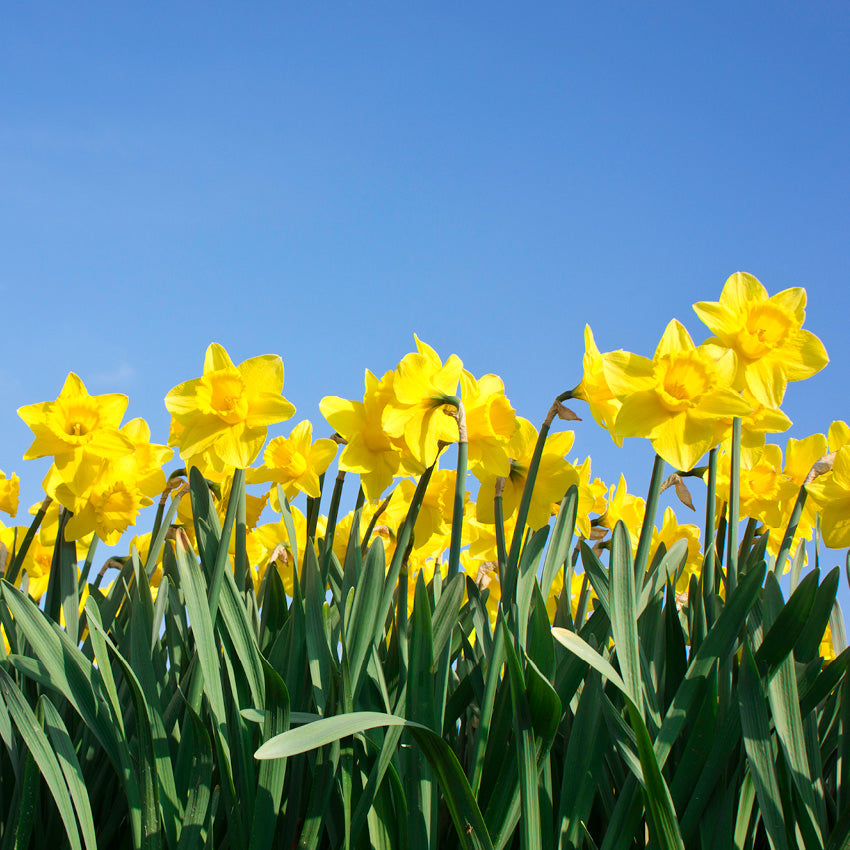 2027 Daffodils - The Cancer Council  - Square Wall Calendar