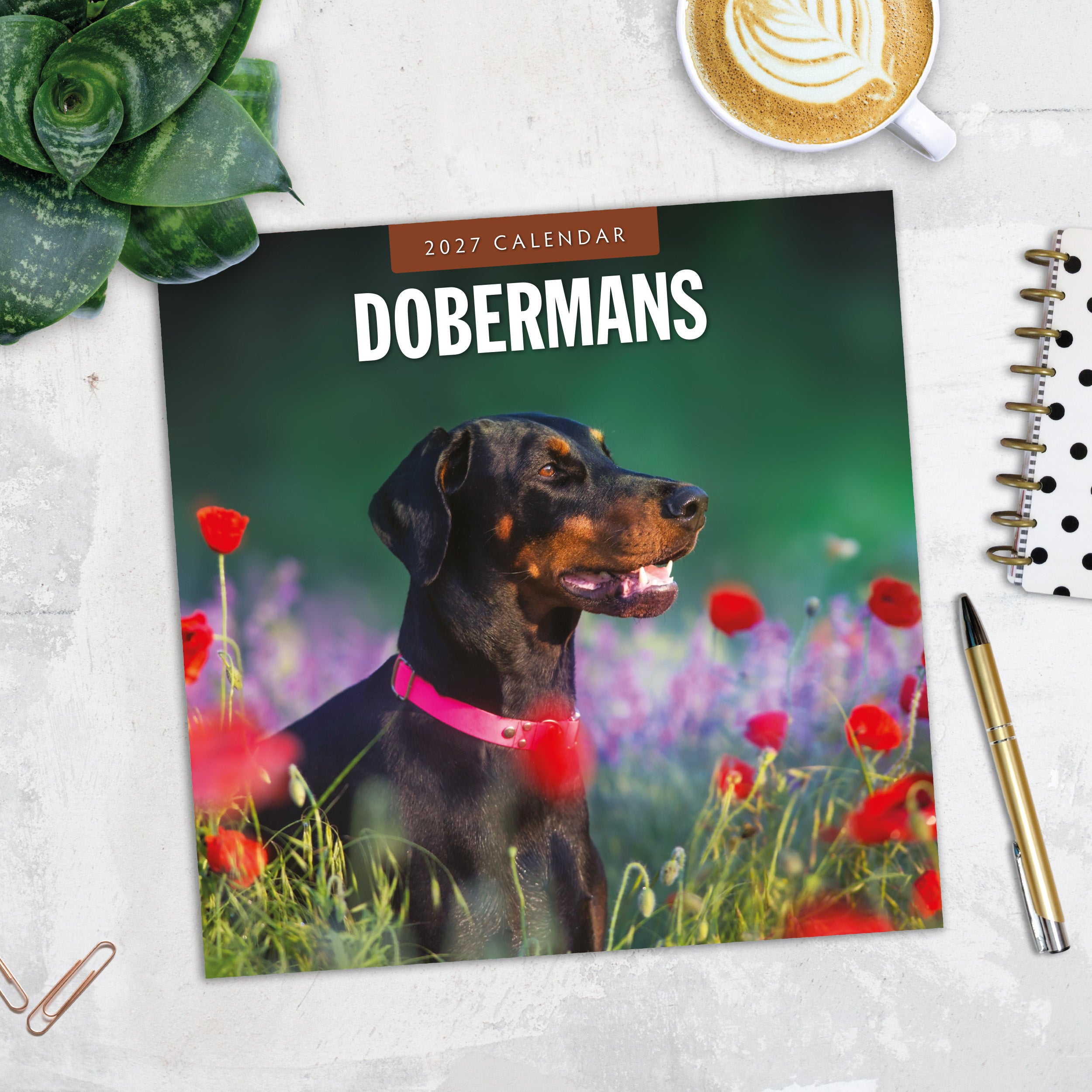 2027 Dobermans - Square Wall Calendar