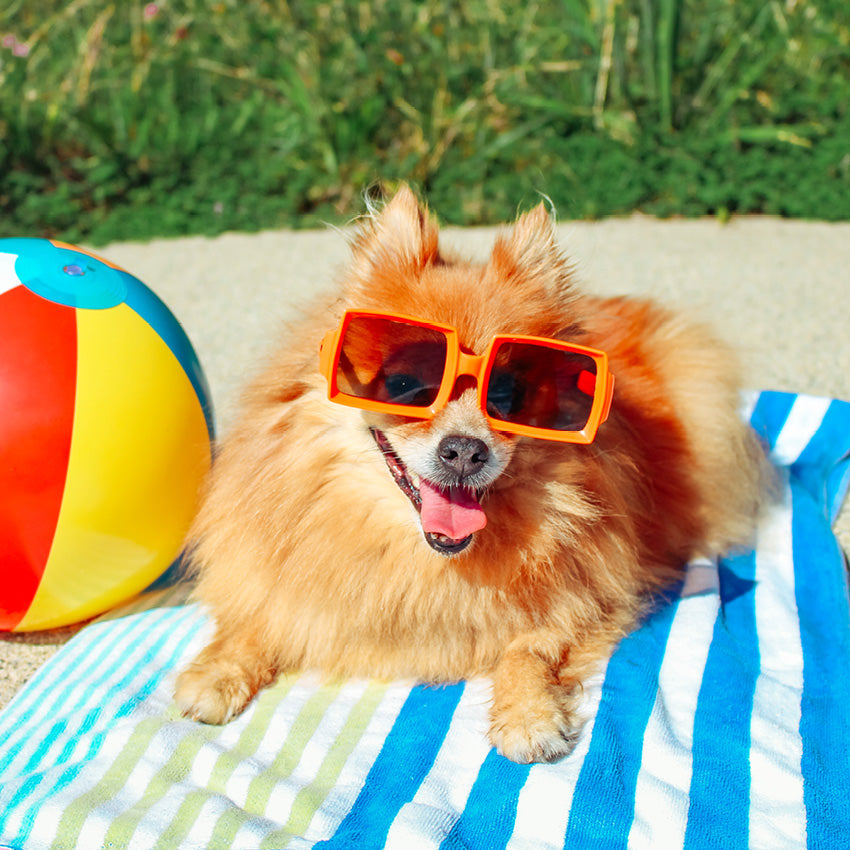 2027 Dogs On Vacation - Square Wall Calendar