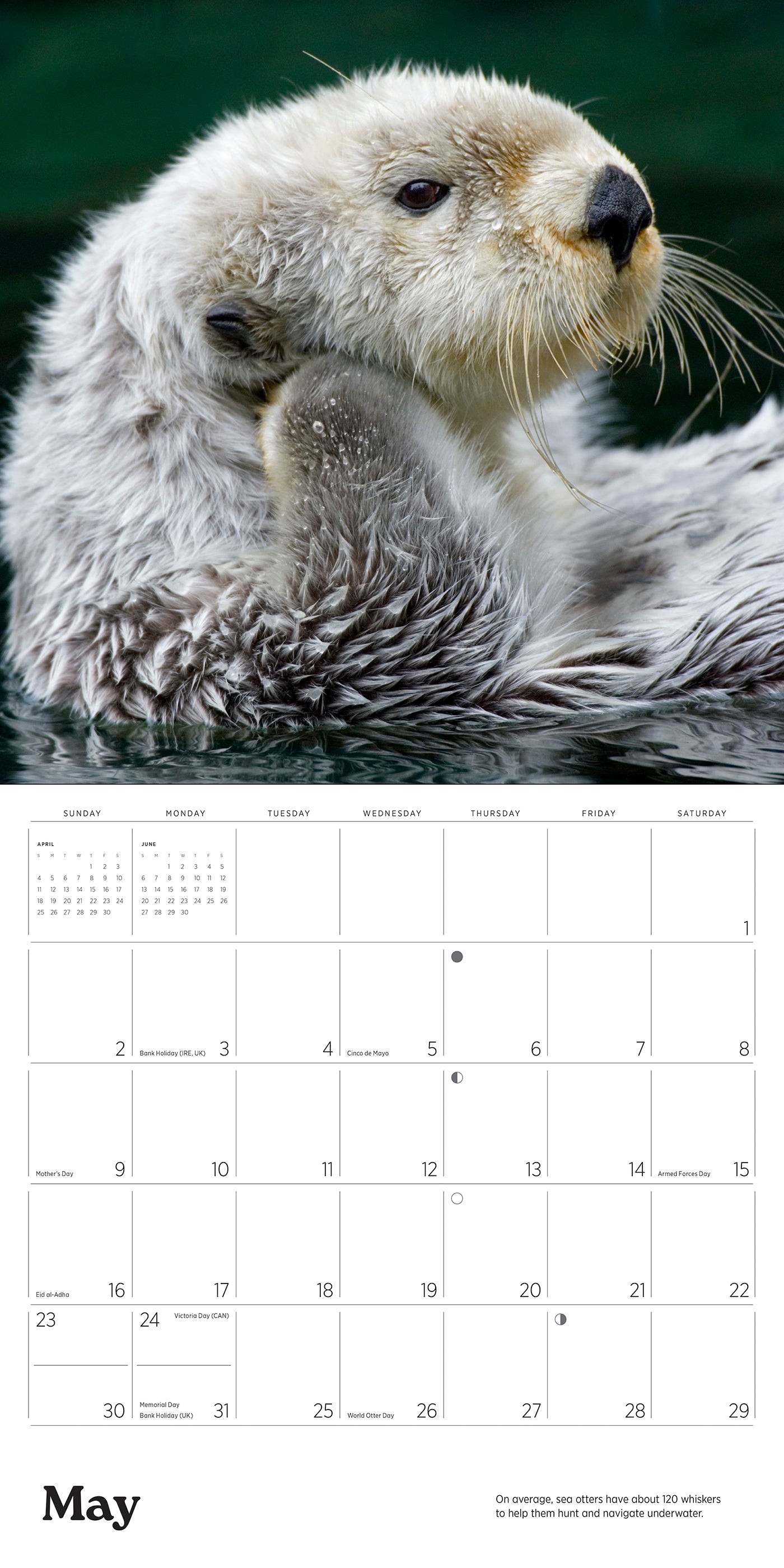 2027 Sea Otters - Square Wall Calendar