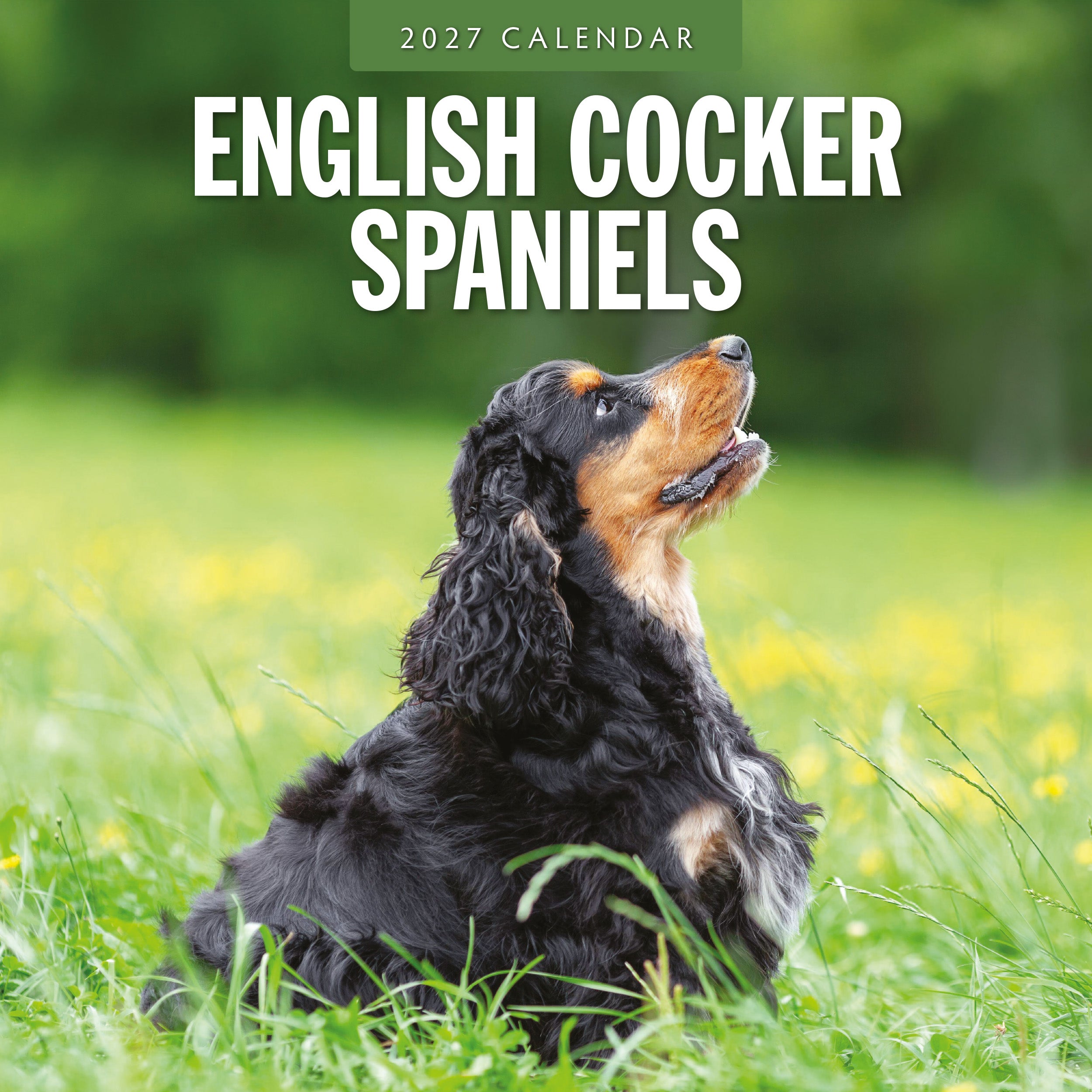 2027 English Cocker Spaniels - Square Wall Calendar