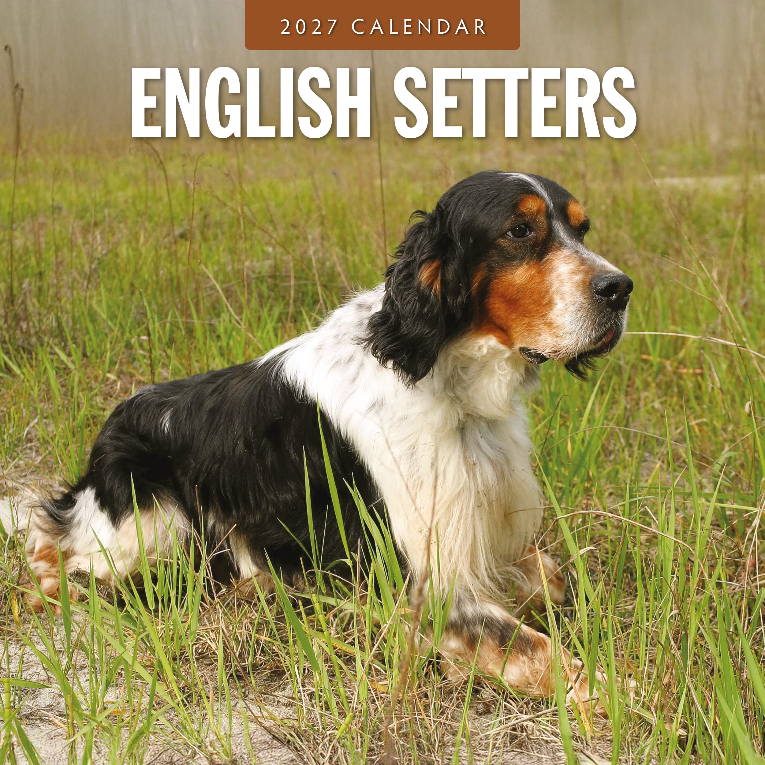 2027 English Setters - Square Wall Calendar