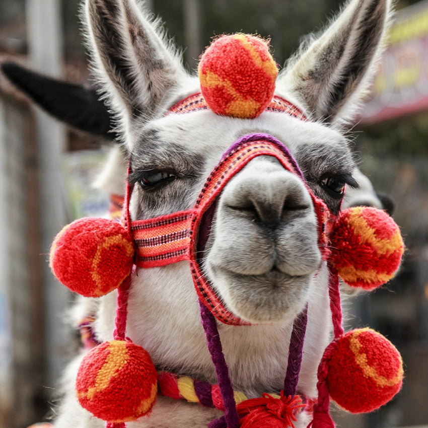 2027 Fashion Llama - Square Wall Calendar