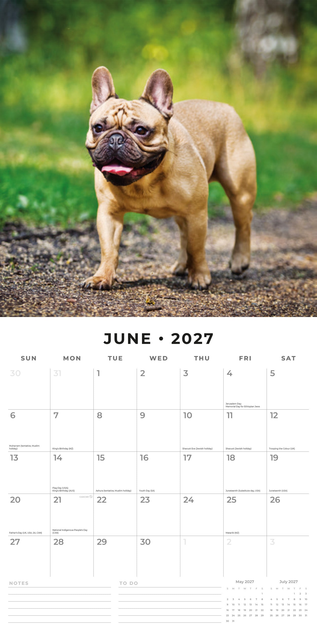 2027 French Bulldogs - Square Wall Calendar