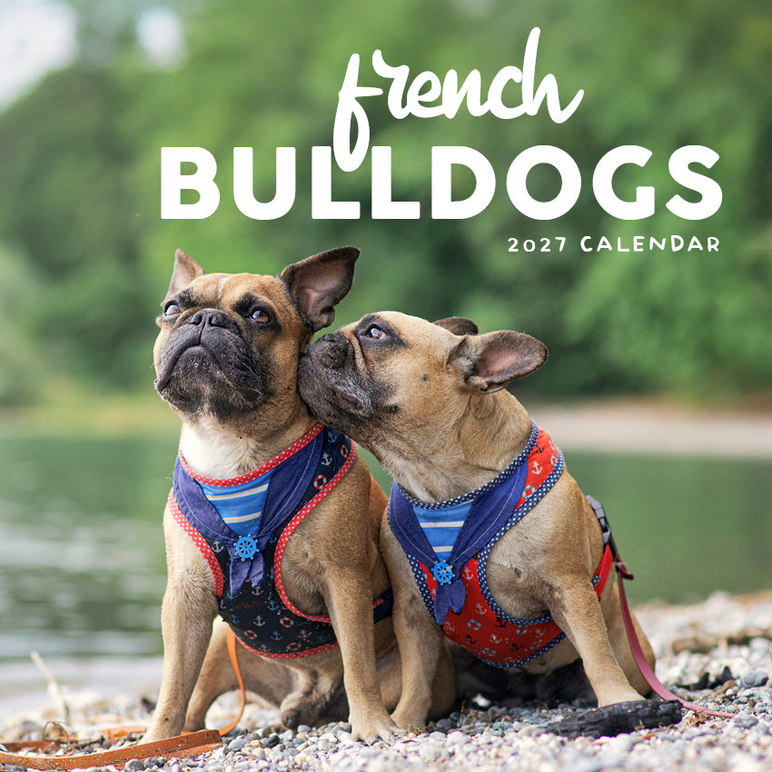 2027 French Bulldogs - Square Wall Calendar