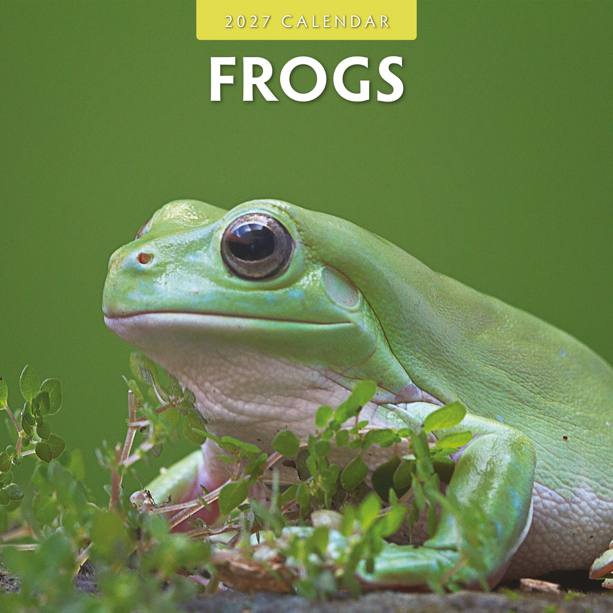 2027 Frogs - Square Wall Calendar