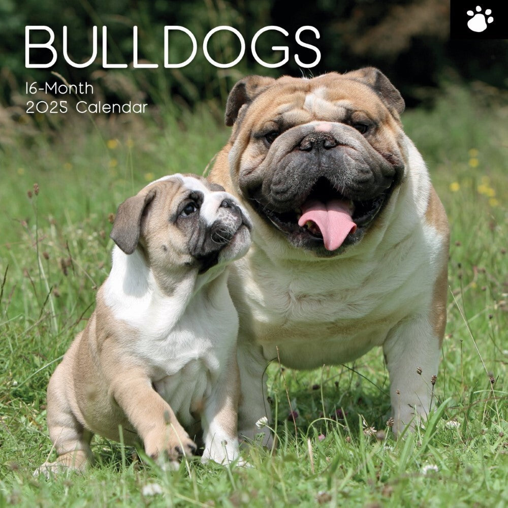 2025 Bulldogs - Square Wall Calendar