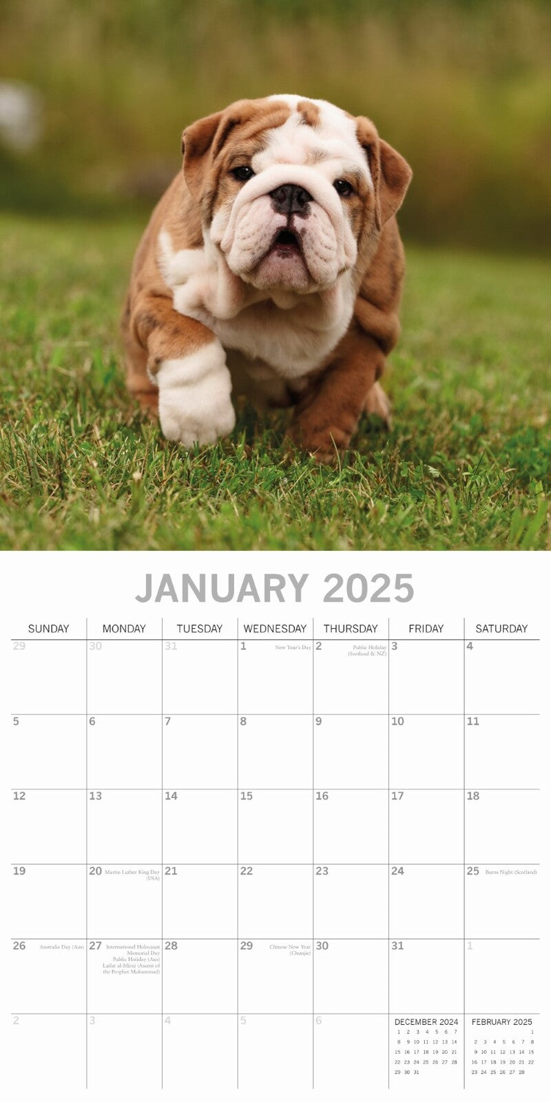 2025 Bulldogs - Square Wall Calendar