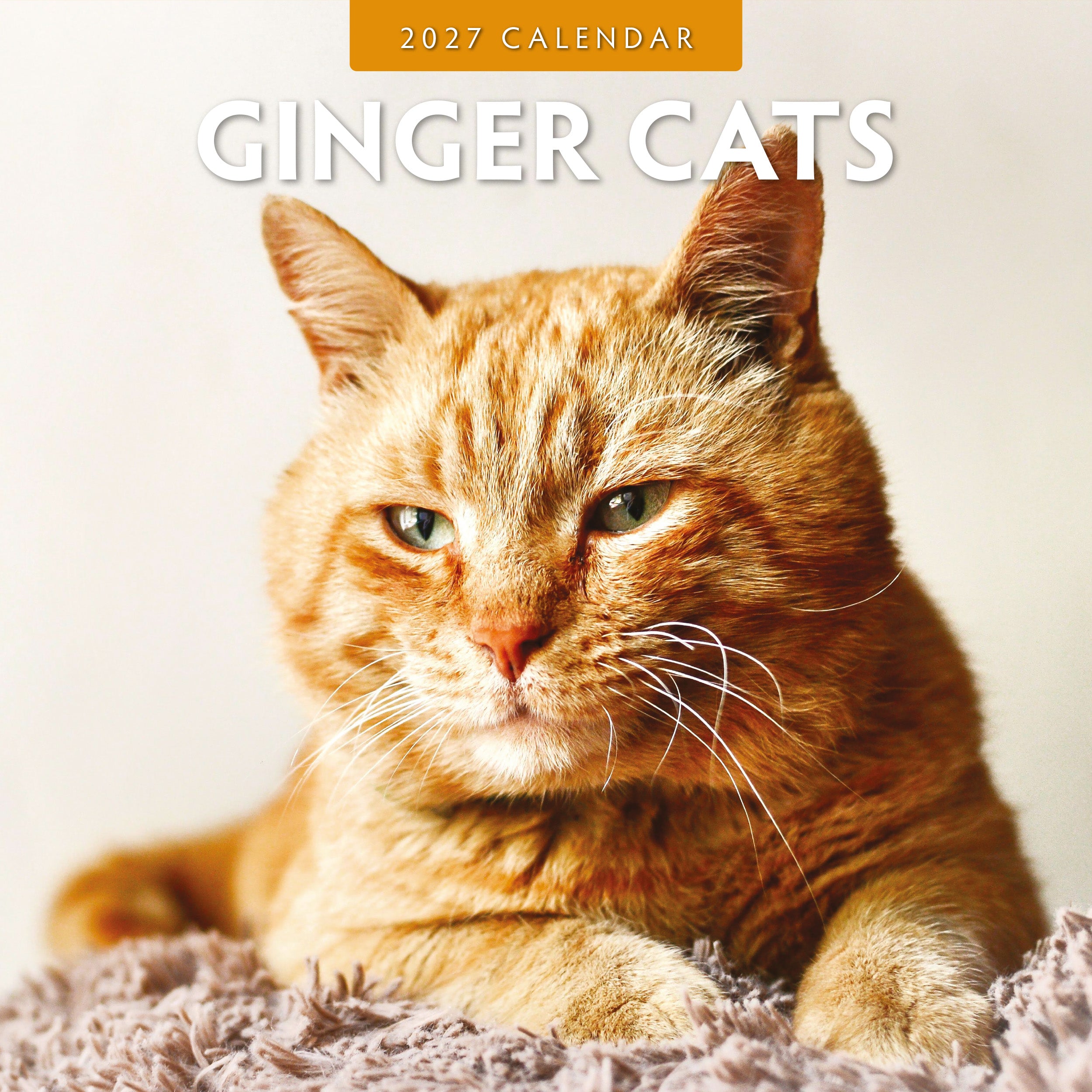 2027 Ginger Cats - Square Wall Calendar