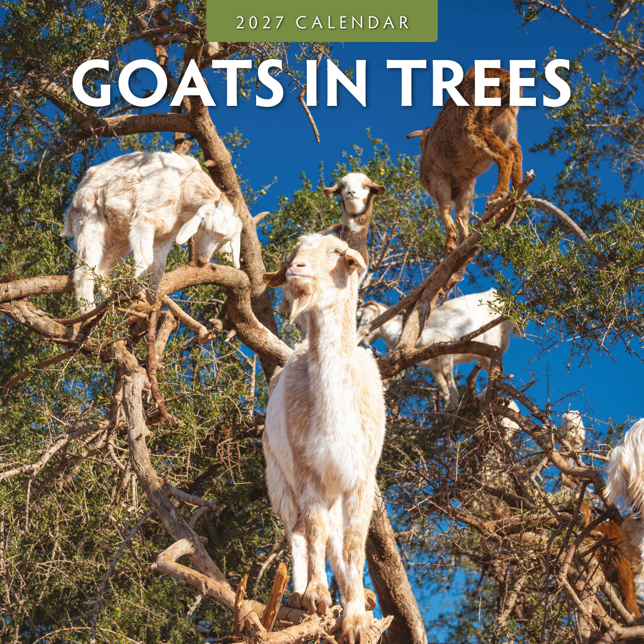2027 Goats in Trees - Square Wall Calendar