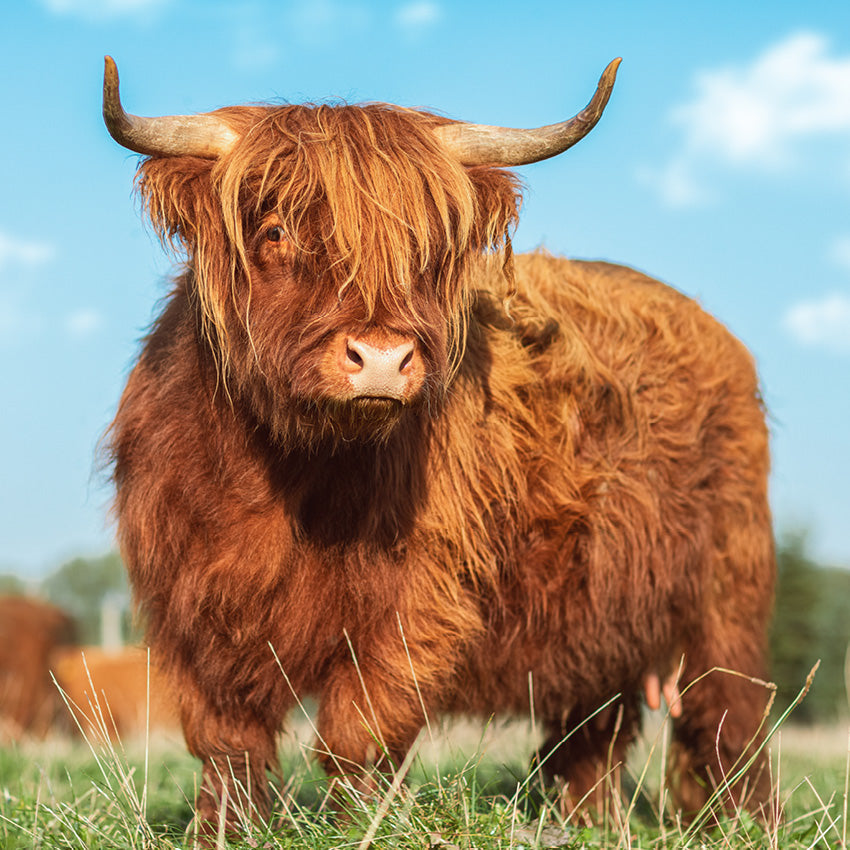2027 Highland Cows - Square Wall Calendar