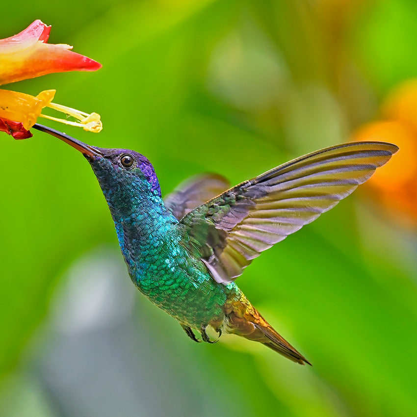 2027 Hummingbirds  - Square Wall Calendar