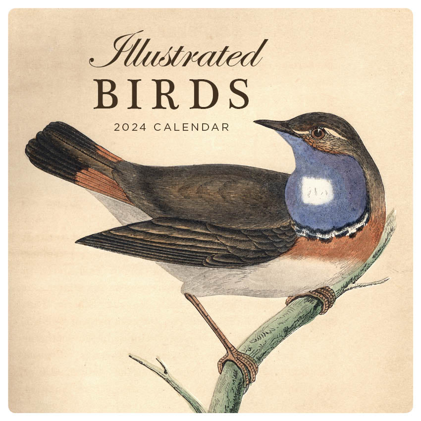 2024 Illustrated Birds - Square Wall Calendar