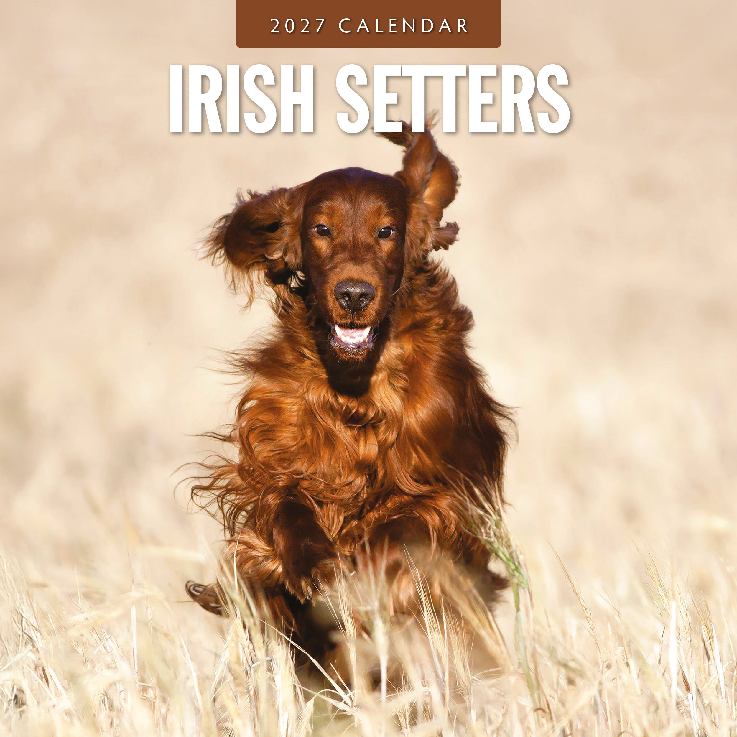 2027 Irish Setters - Square Wall Calendar