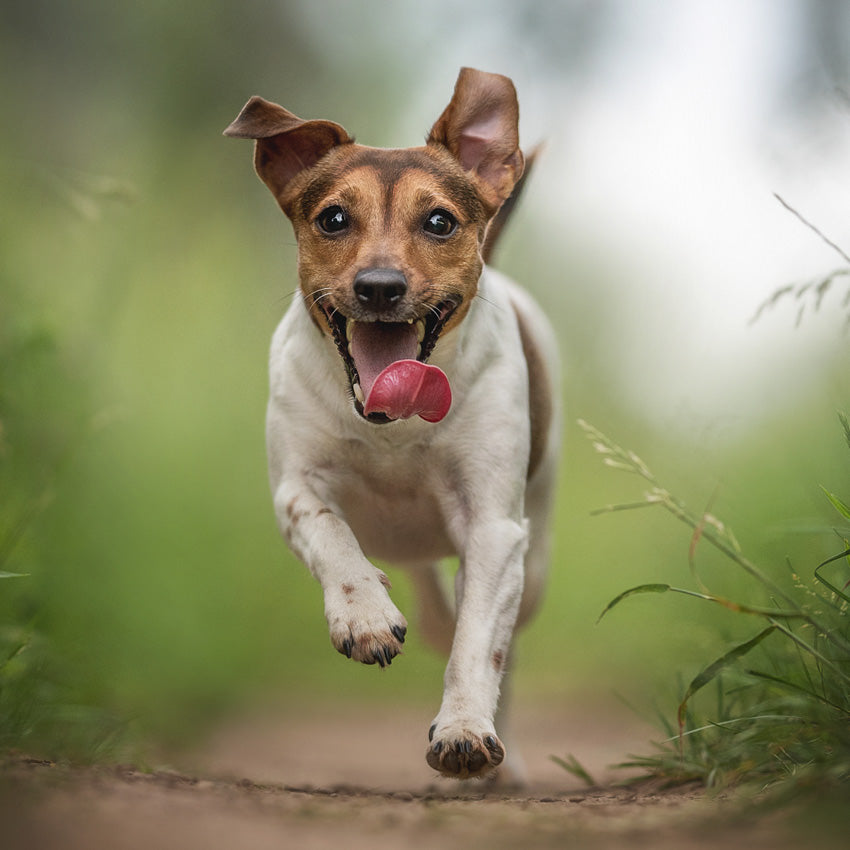 2027 Jack Russel Terrier - Square Wall Calendar
