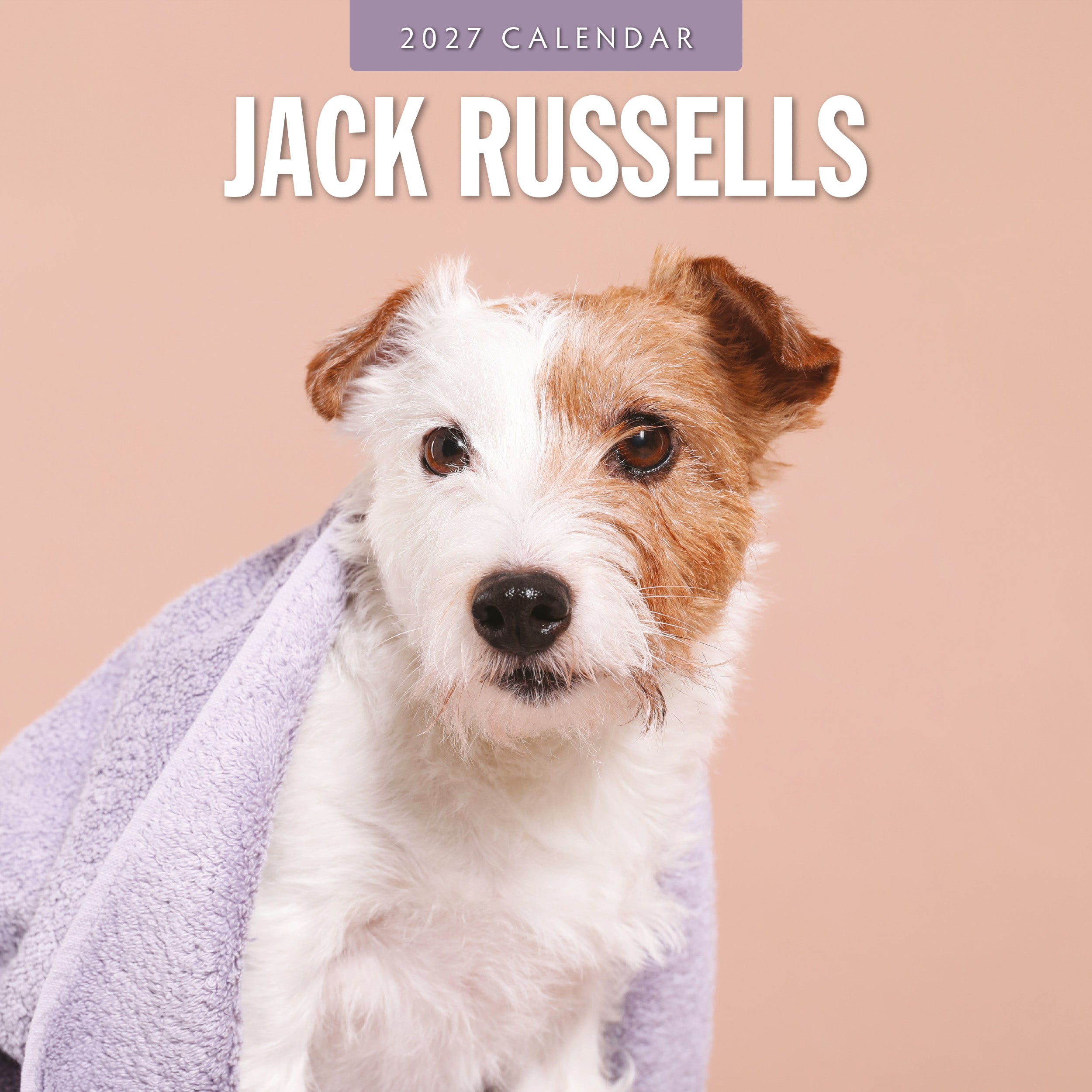 2027 Jack Russells - Square Wall Calendar