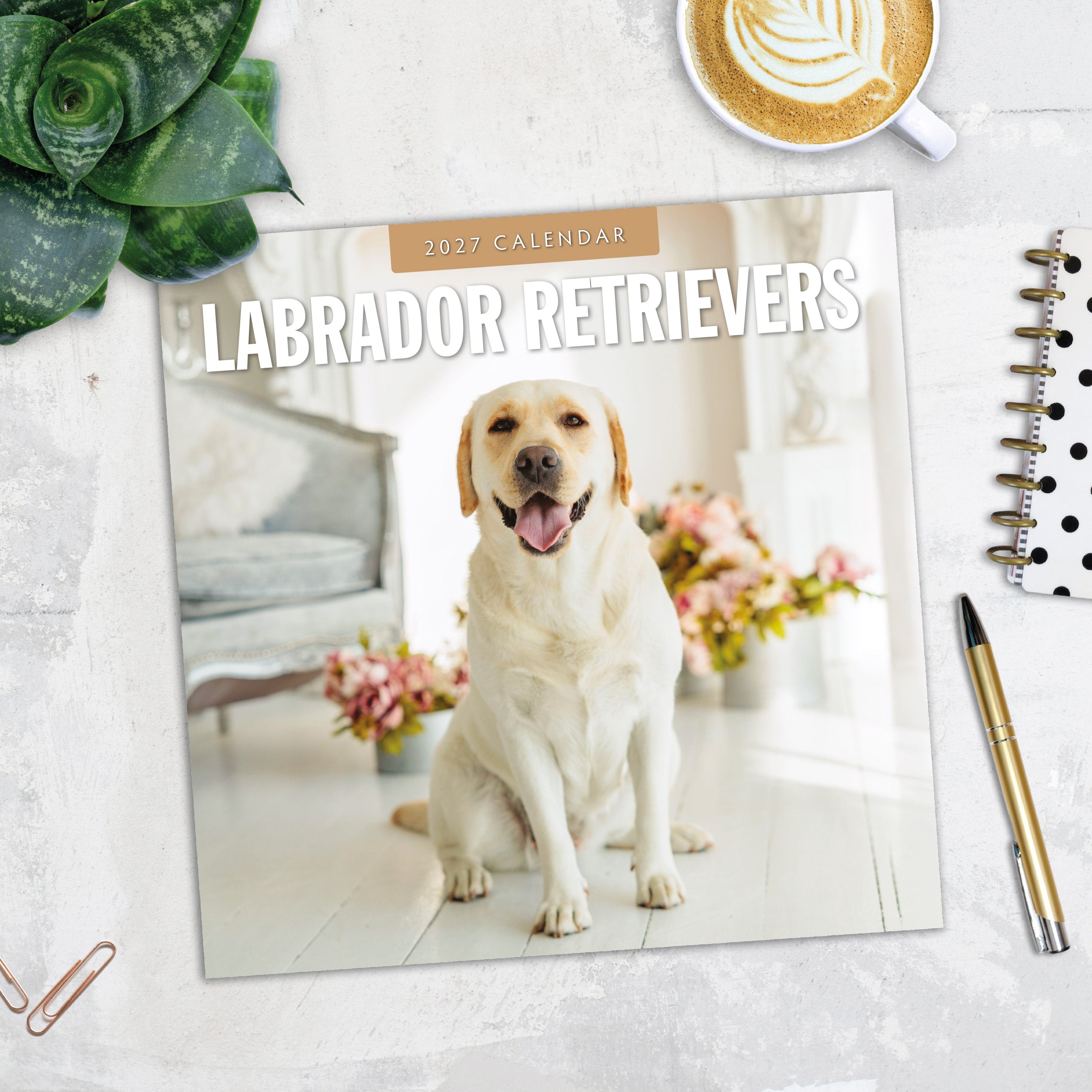 2027 Labrador Retrievers - Square Wall Calendar