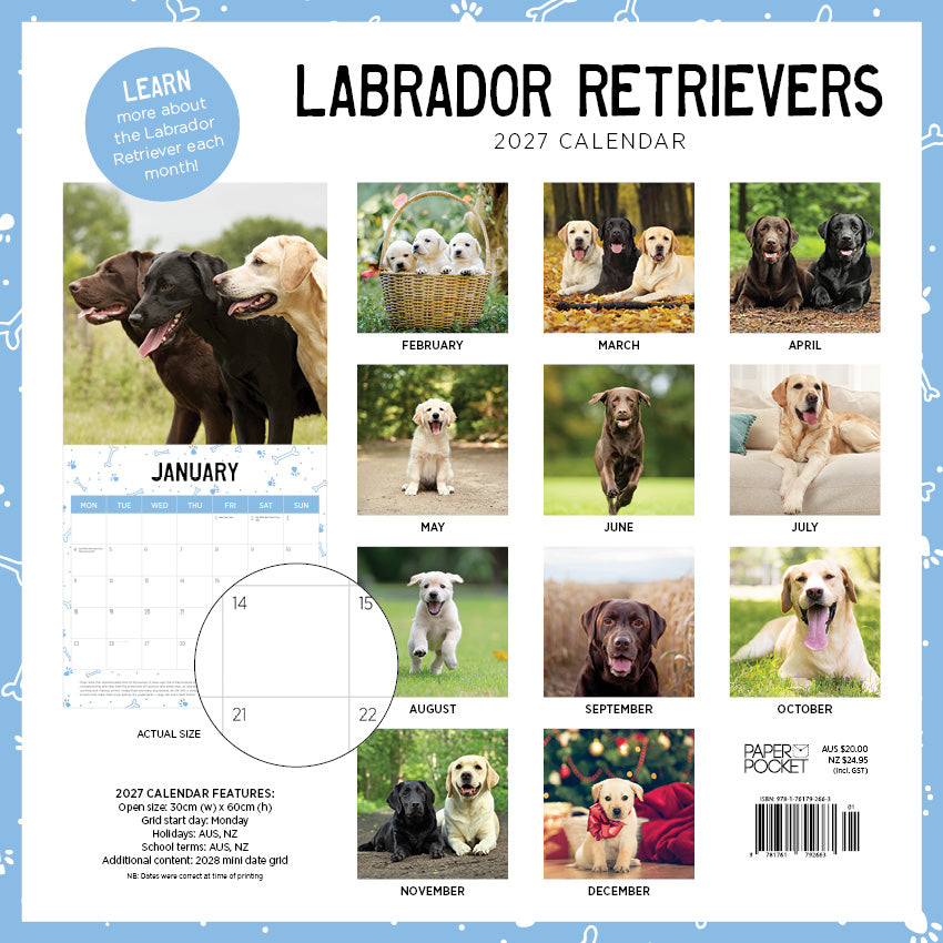 2027 Labrador Retrievers  - Square Wall Calendar