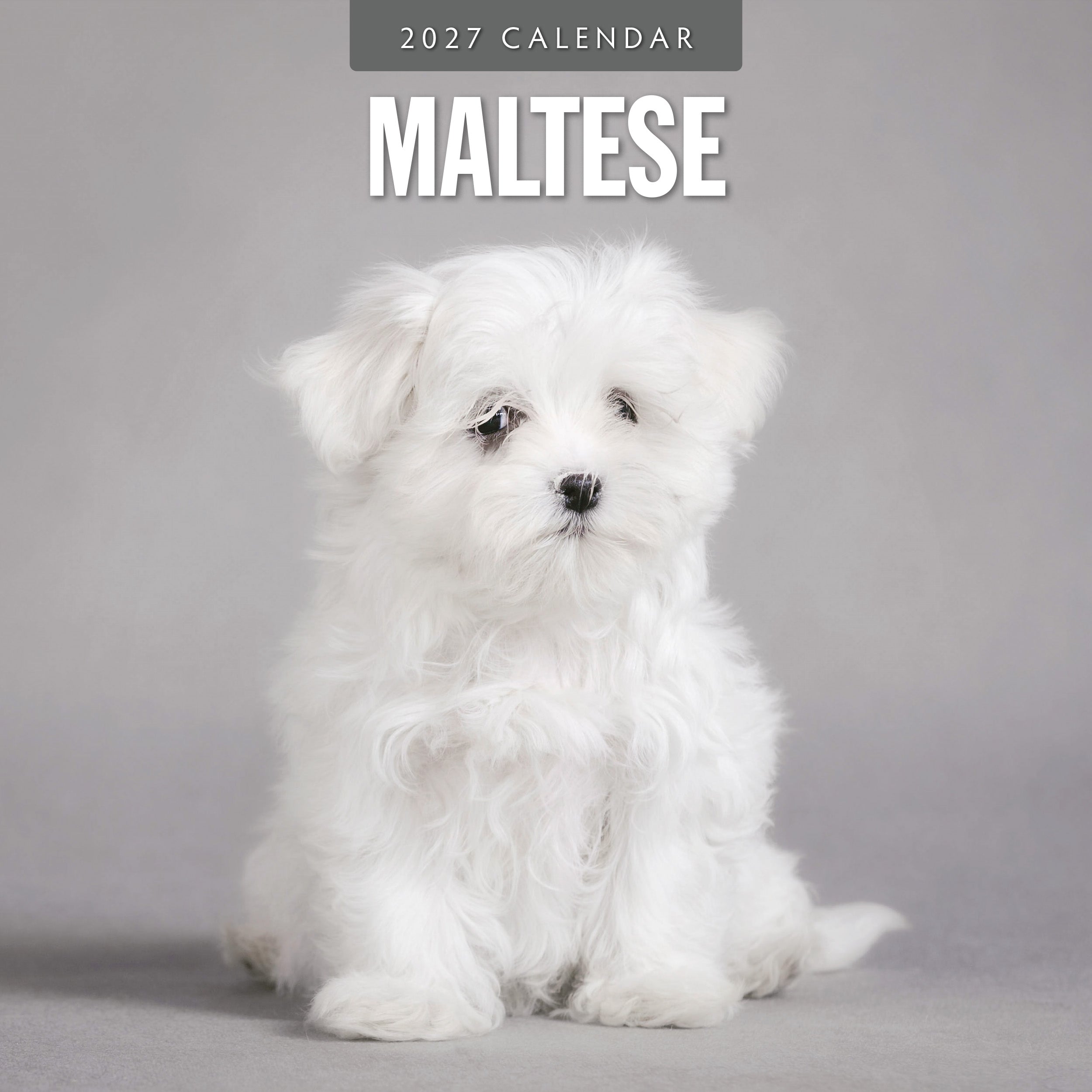 2027 Maltese - Square Wall Calendar
