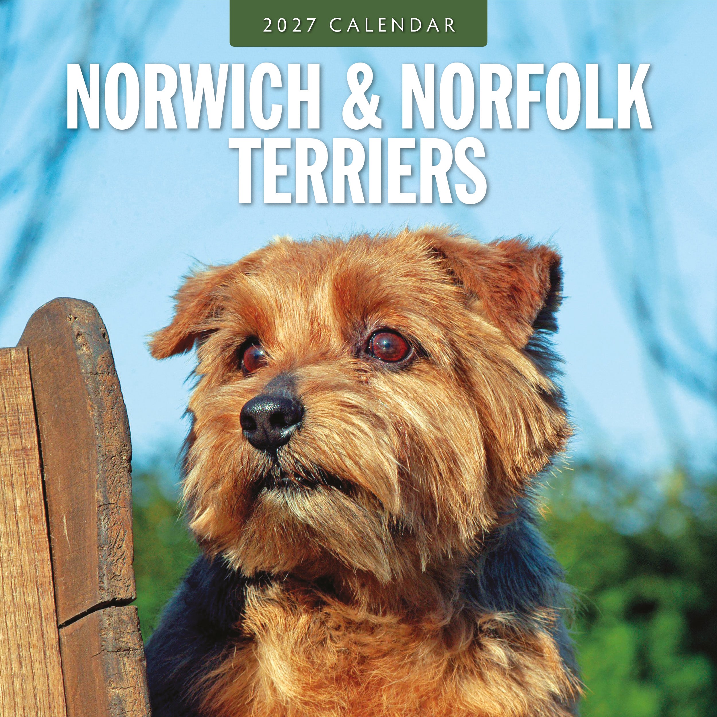 2027 Norwich & Norfolk Terriers - Square Wall Calendar