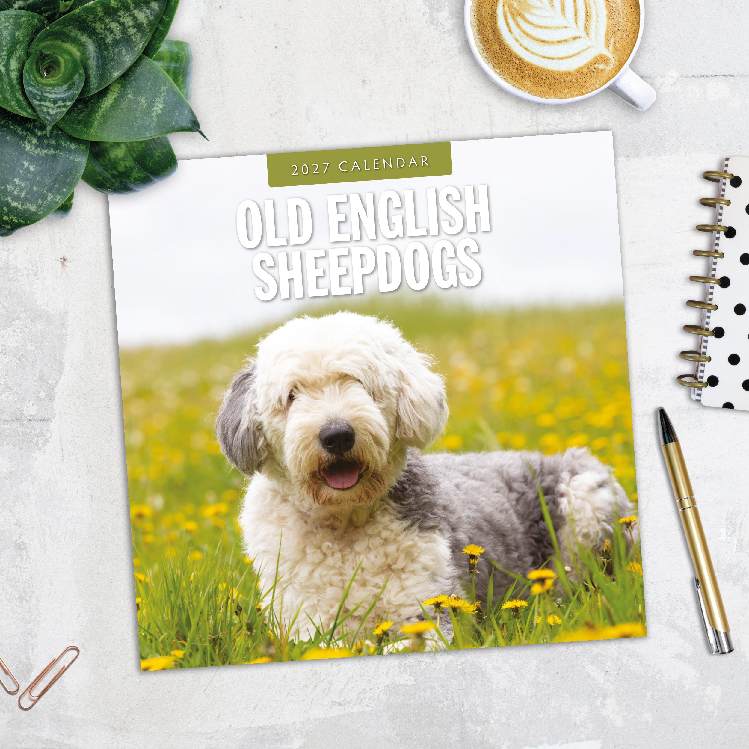 2027 Old English Sheepdogs - Square Wall Calendar