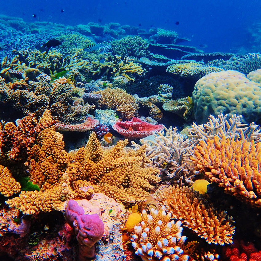 2027 Our Australia Reefs : Above & Below - Square Wall Calendar