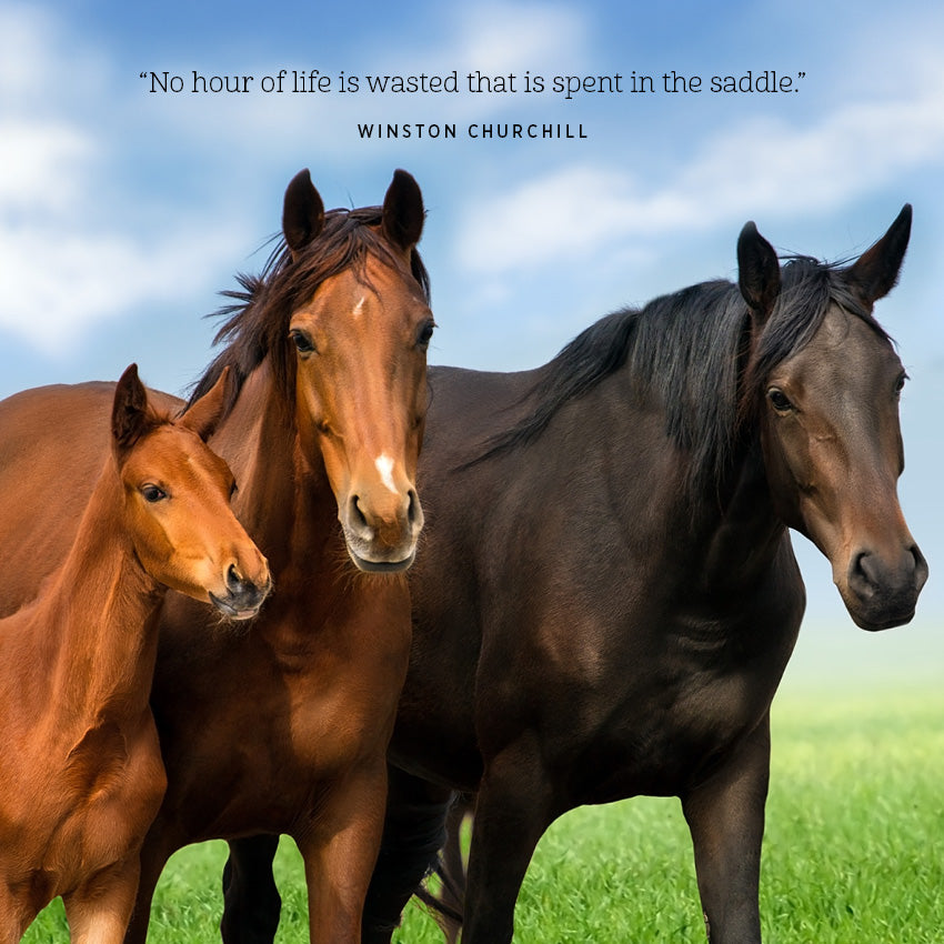 2027 Our Australia Horses At Home - Square Wall Calendar