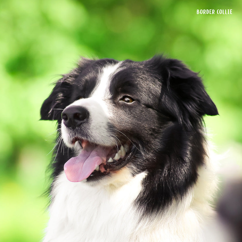 2027 Our Australia Working Dogs - Square Wall Calendar