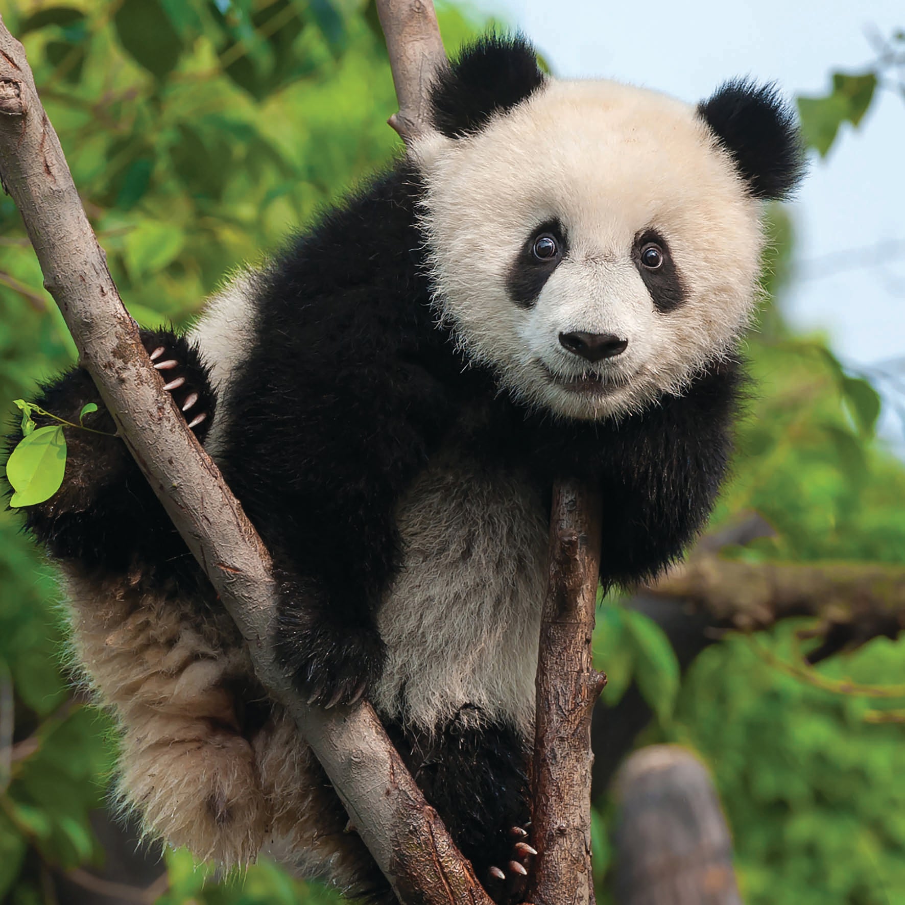 2027 Pandas - Square Wall Calendar
