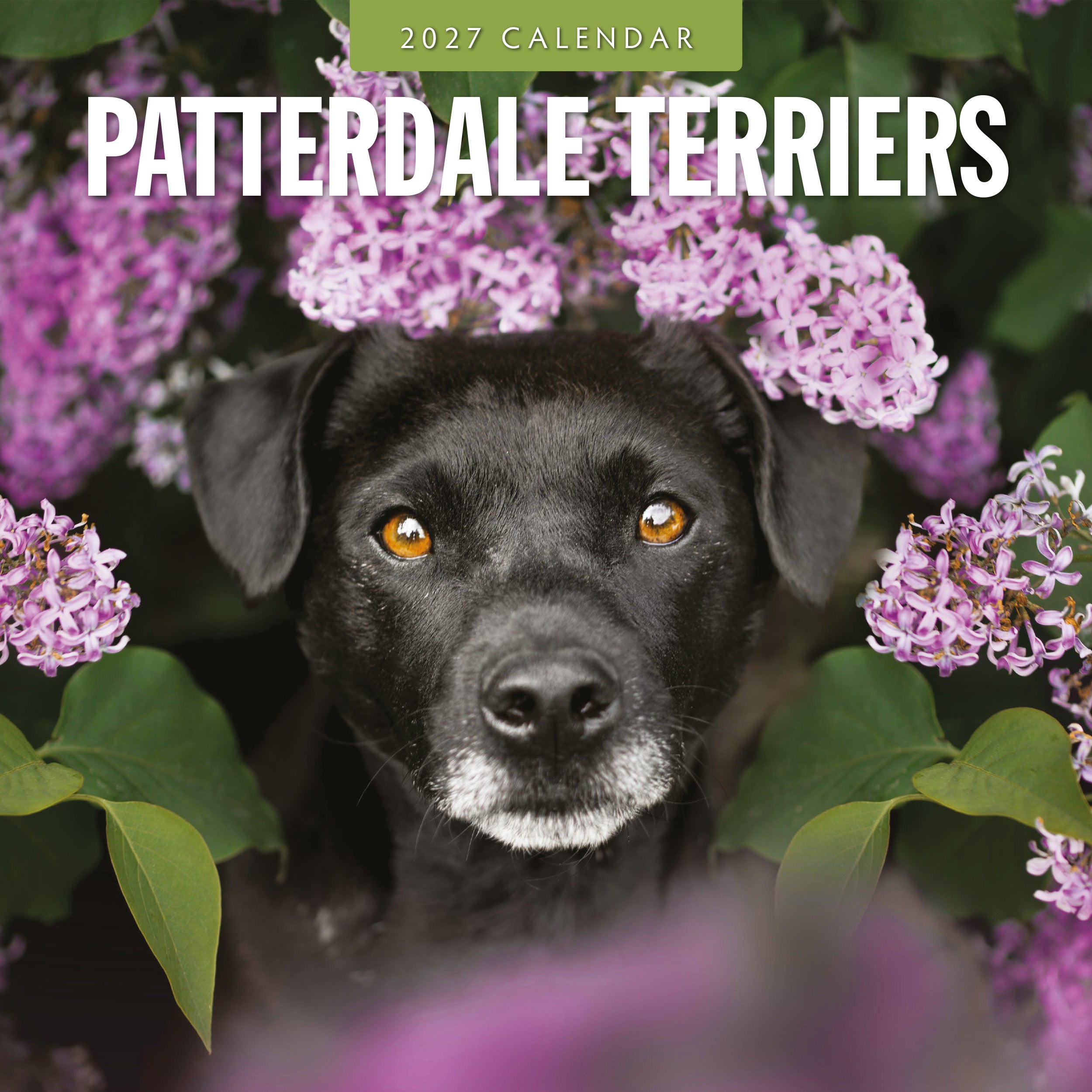 2027 Patterdale Terriers - Square Wall Calendar