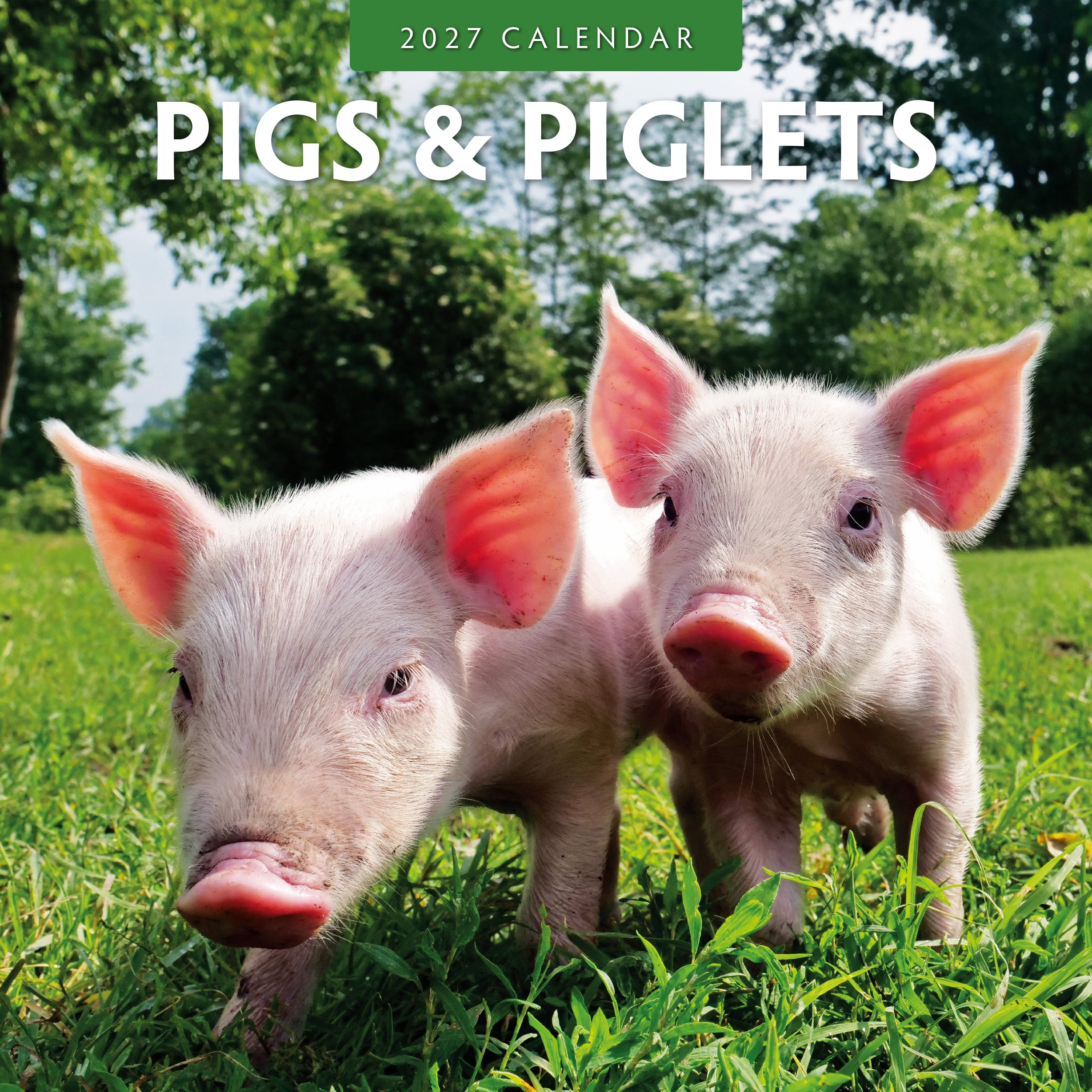 2027 Pigs & Piglets - Square Wall Calendar