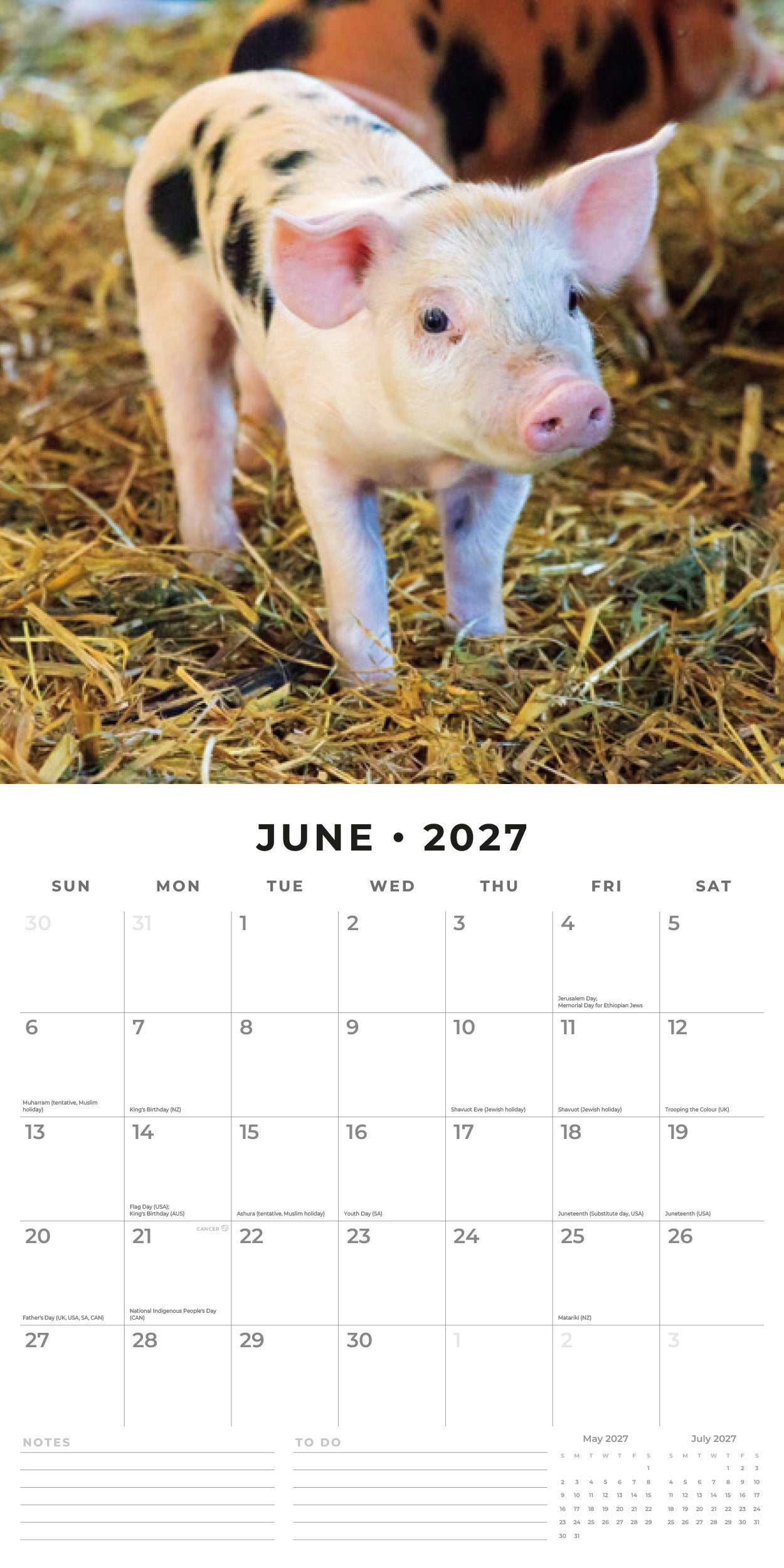2027 Pigs & Piglets - Square Wall Calendar
