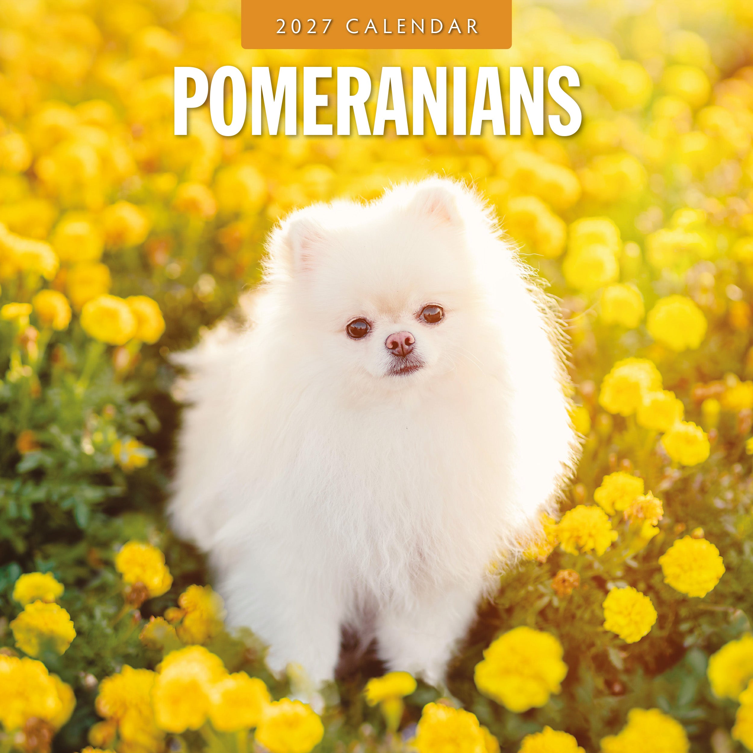 2027 Pomeranians - Square Wall Calendar