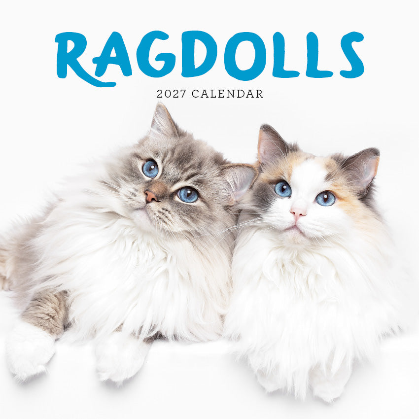 2027 Ragdolls - Square Wall Calendar