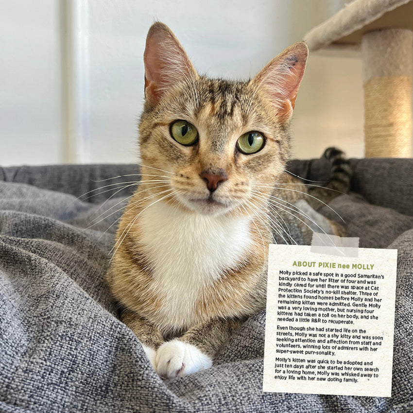 2027 Rescue Cats - Square Wall Calendar