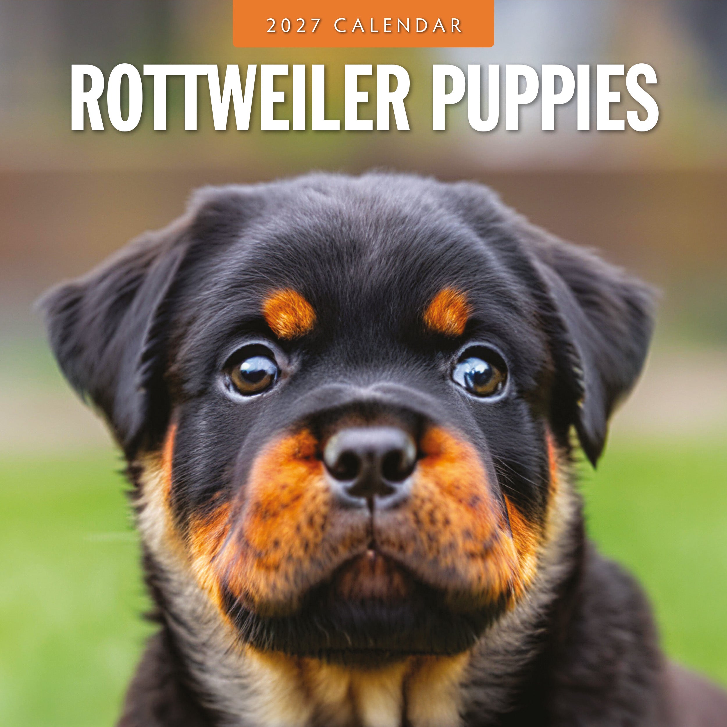 2027 Rottweiler Puppies - Square Wall Calendar