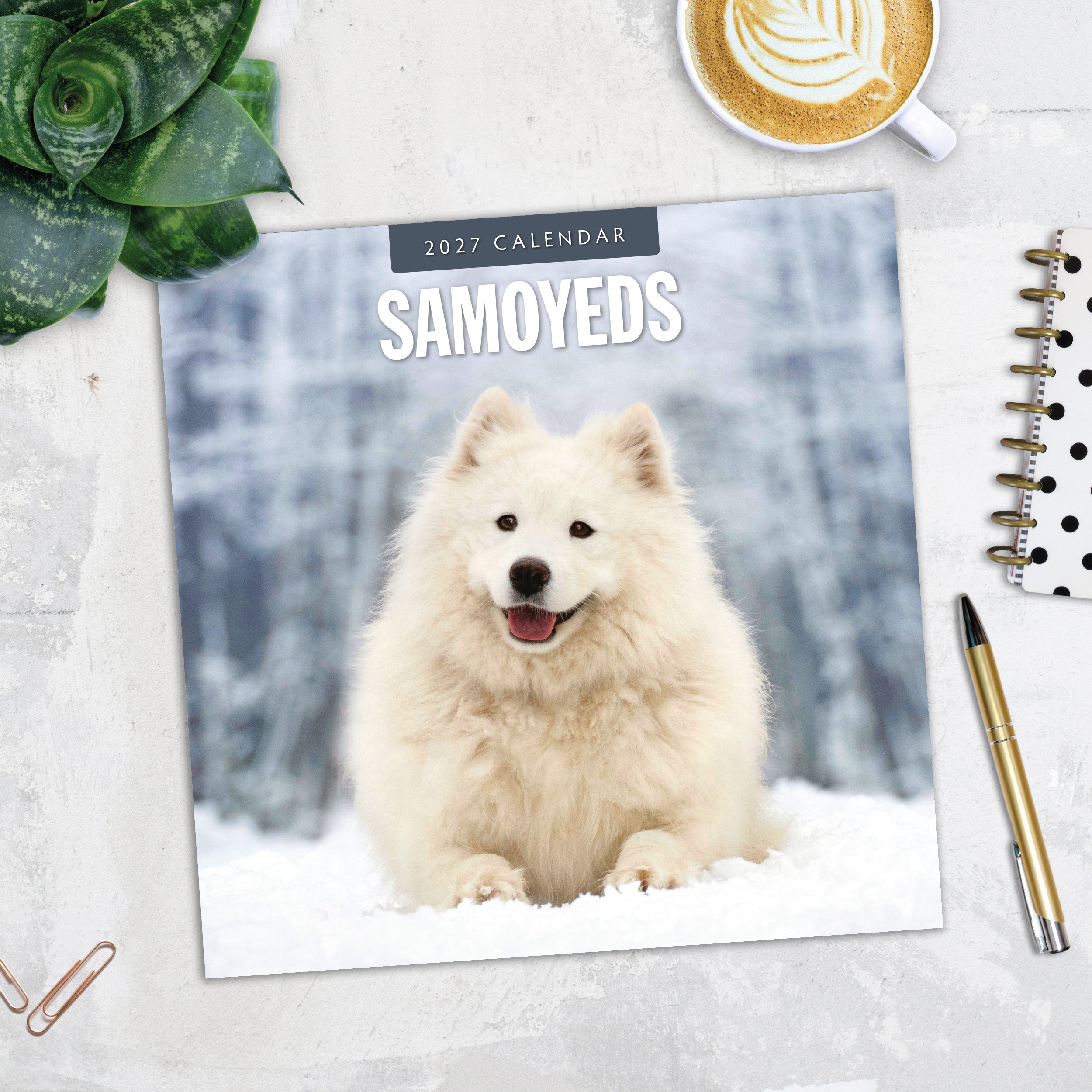 2027 Samoyeds - Square Wall Calendar