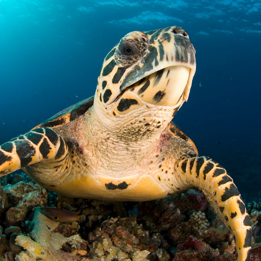 2027 Sea Turtles - Square Wall Calendar