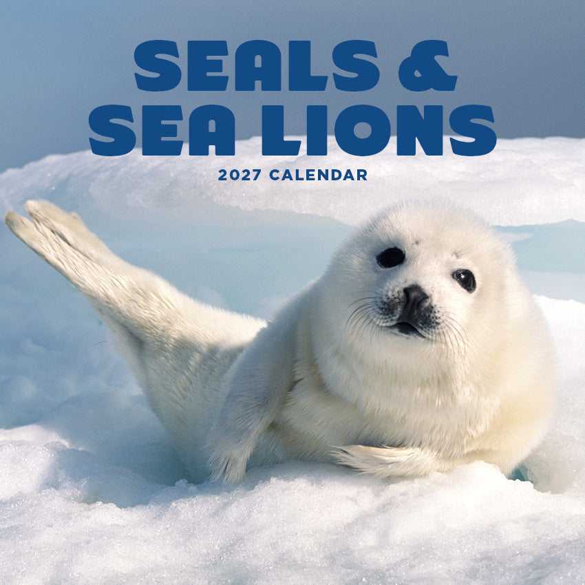 2027 Seals and Sea Lions  - Square Wall Calendar