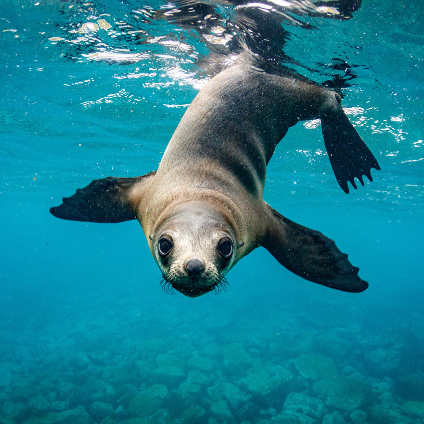 2027 Seals and Sea Lions  - Square Wall Calendar