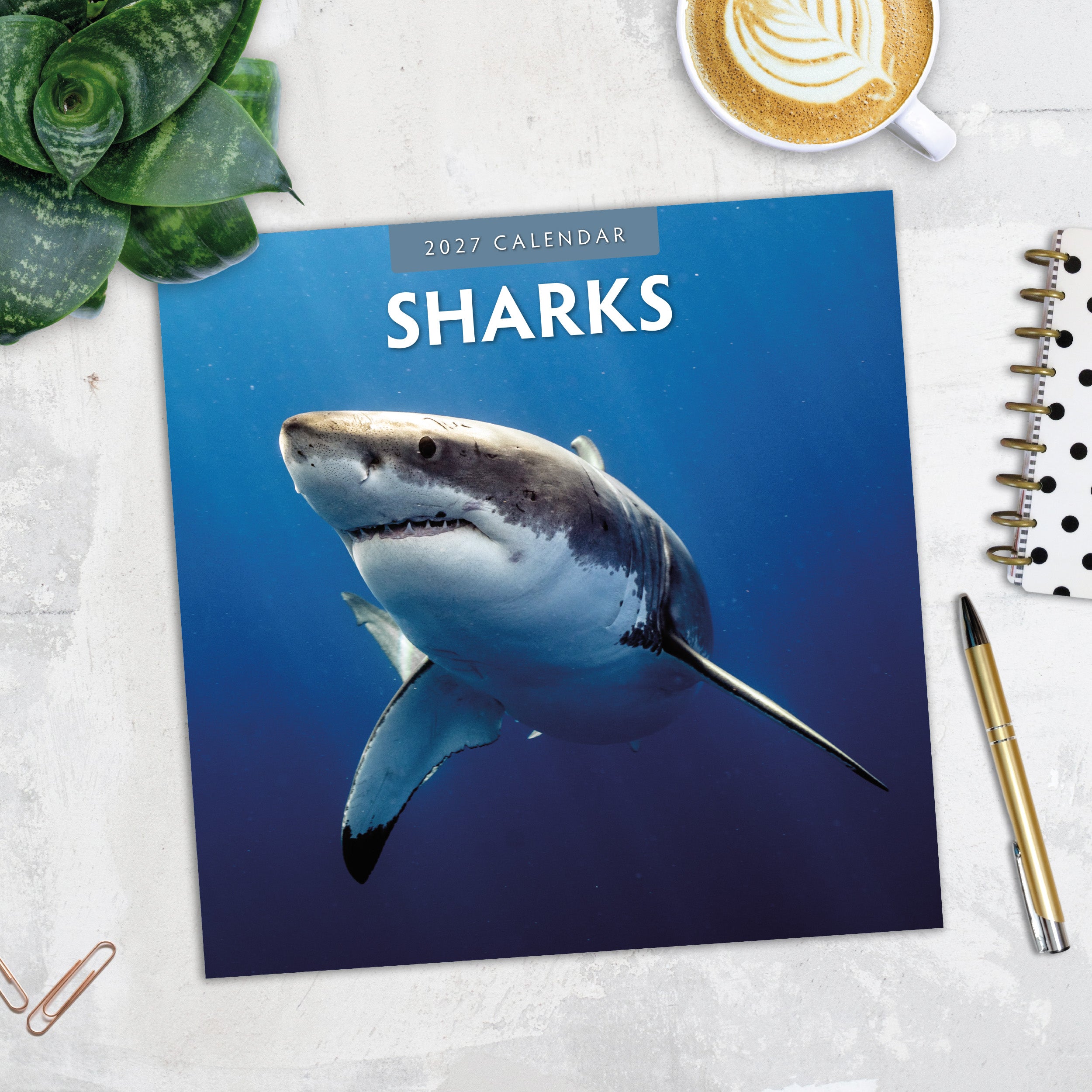 2027 Sharks - Square Wall Calendar