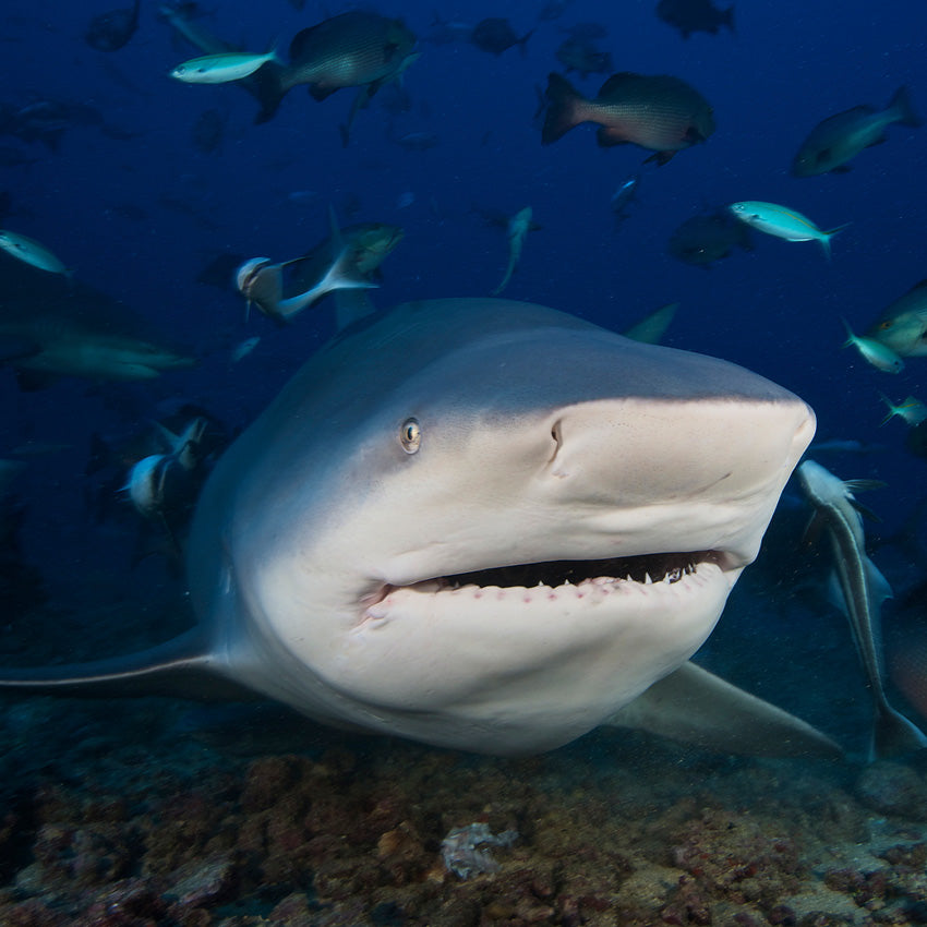 2027 Sharks - Square Wall Calendar