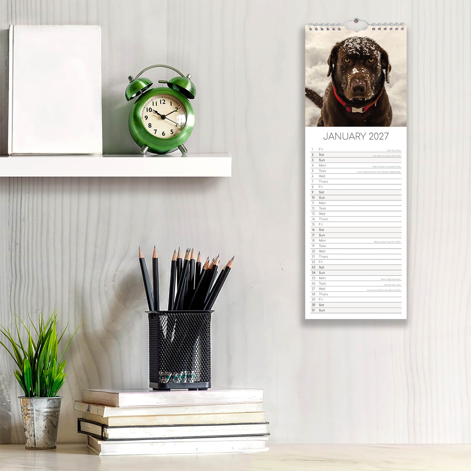 Slimline_Animals_Dogs_Labradors_2027_Jan_LS.jpg