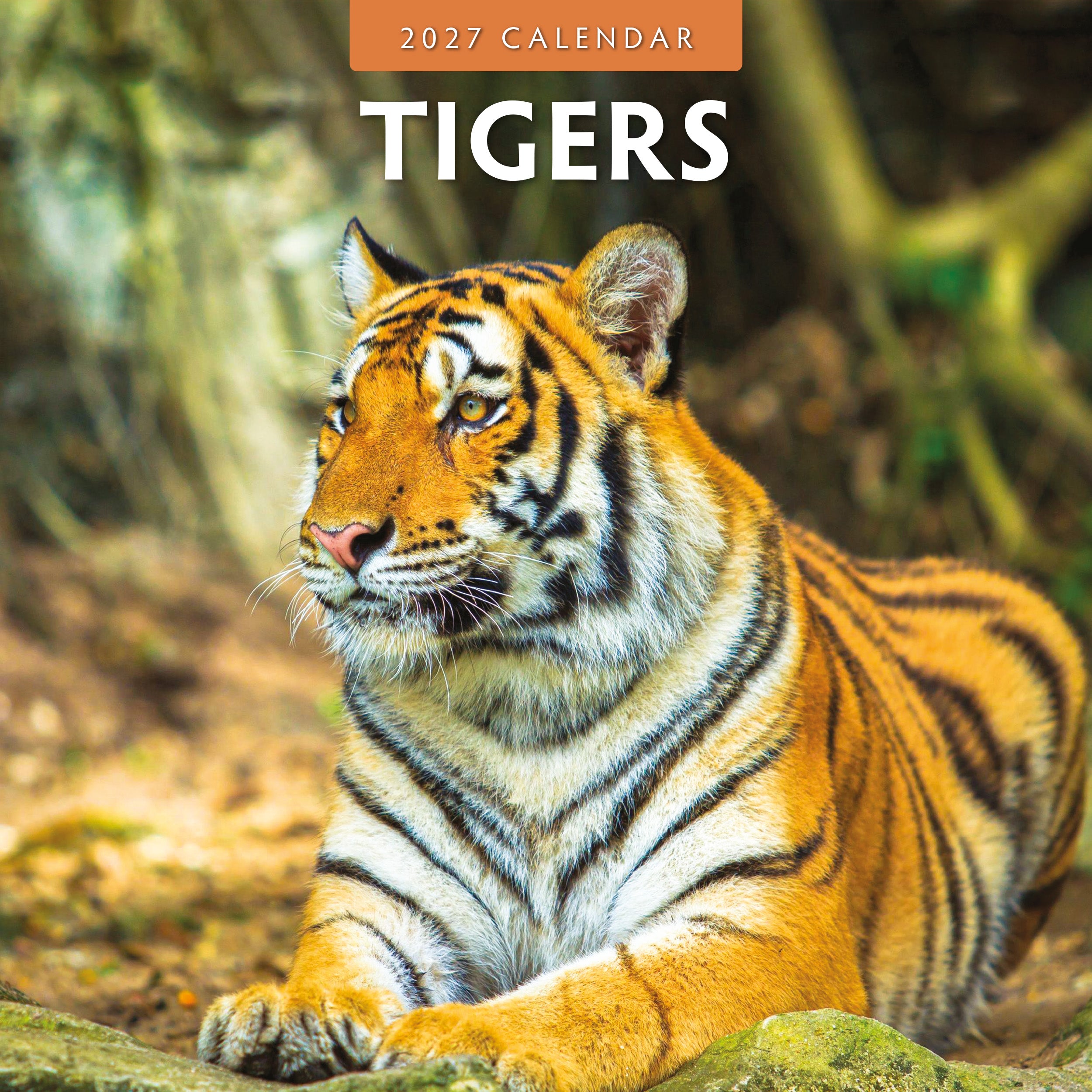 2027 Tigers - Square Wall Calendar