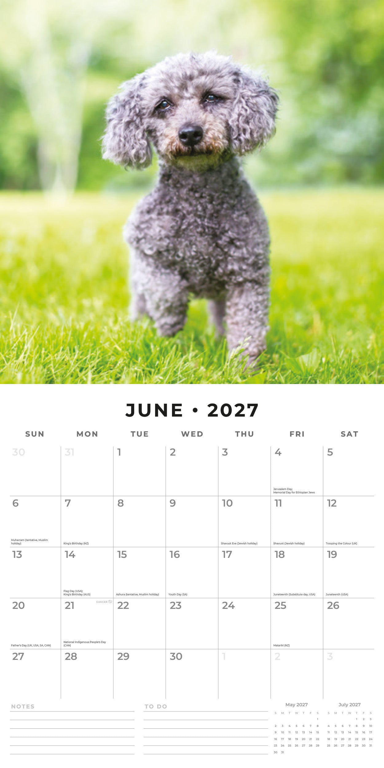 2027 Toy and Miniature Poodles - Square Wall Calendar
