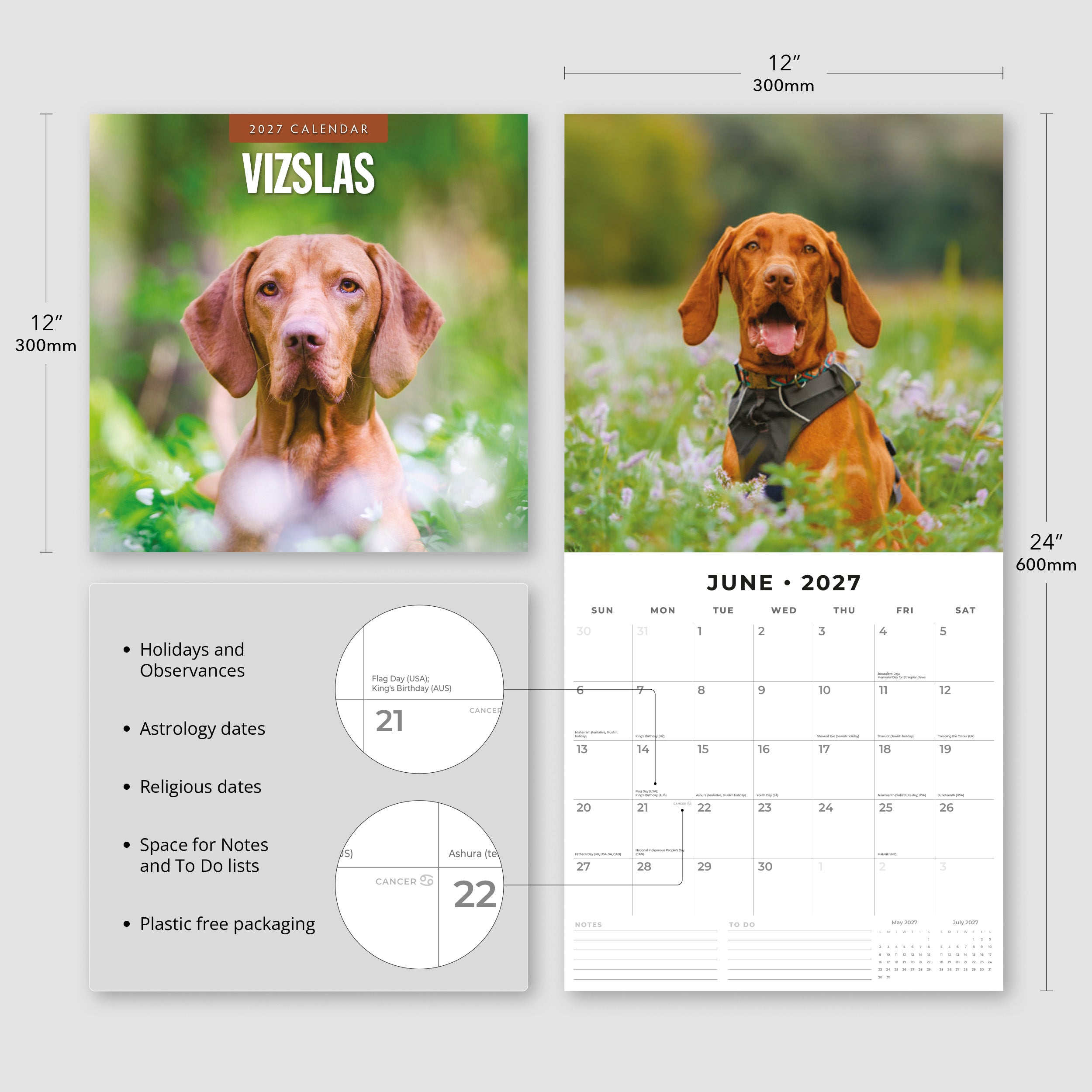 2027 Vizslas - Square Wall Calendar