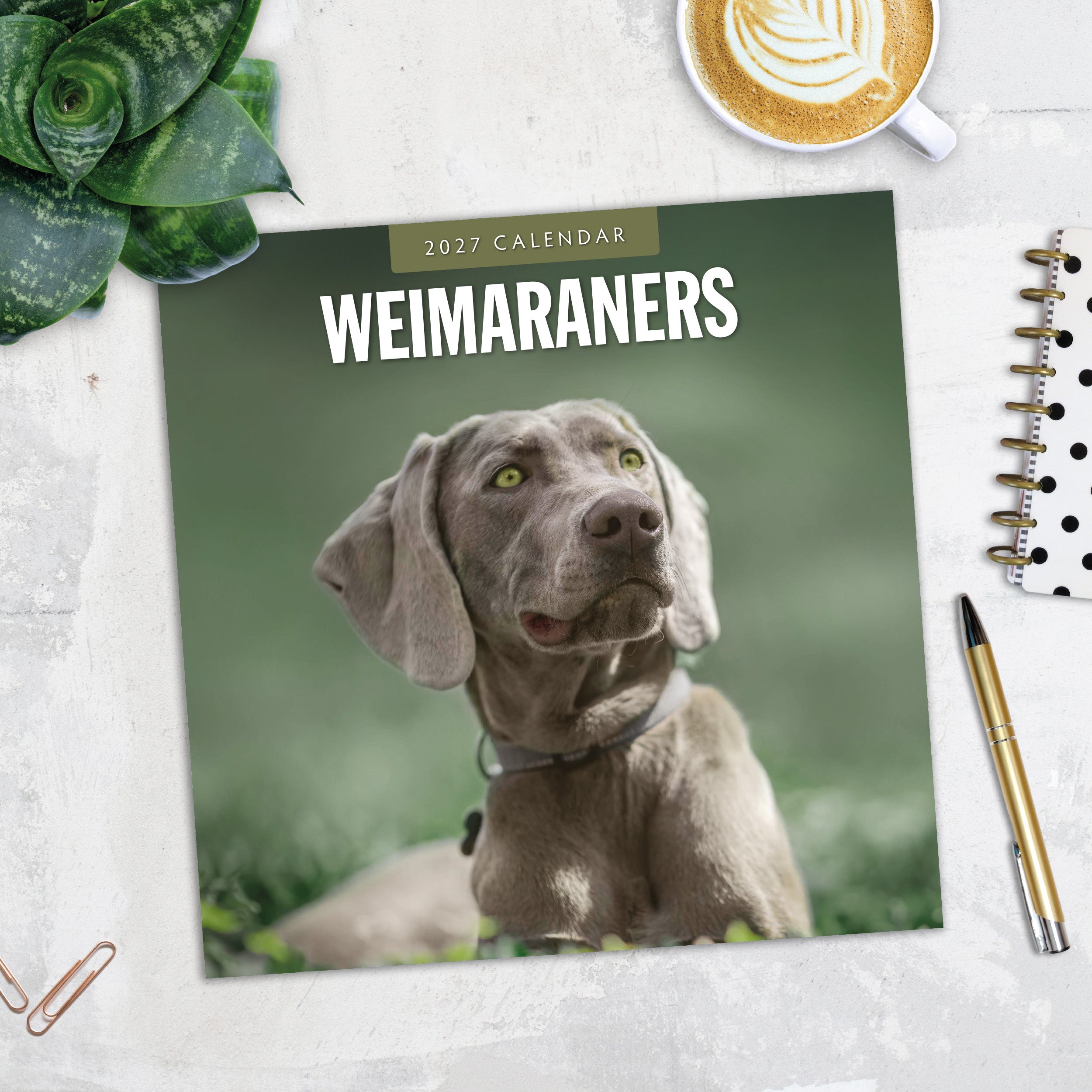 2027 Weimaraners - Square Wall Calendar