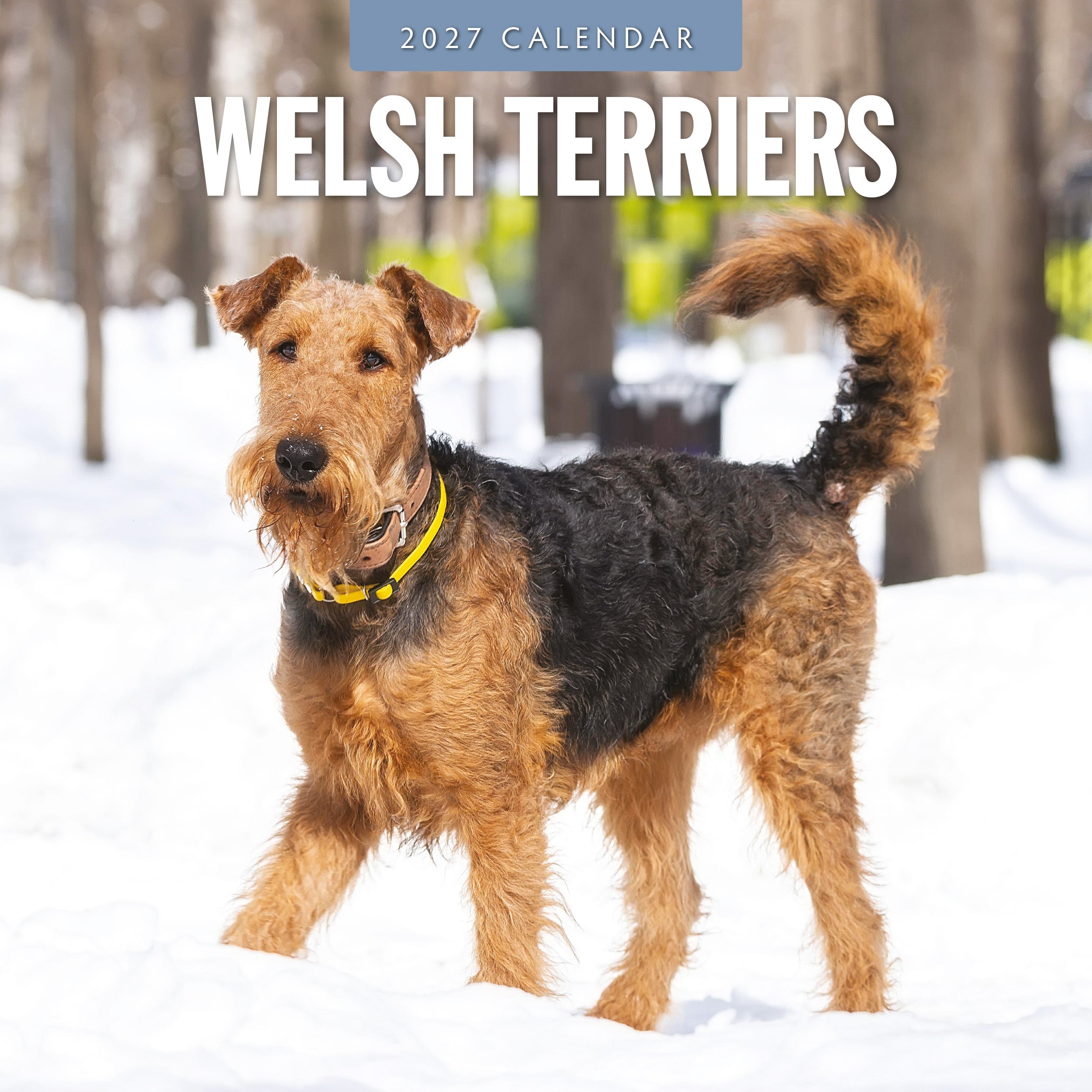 2027 Welsh Terriers - Square Wall Calendar