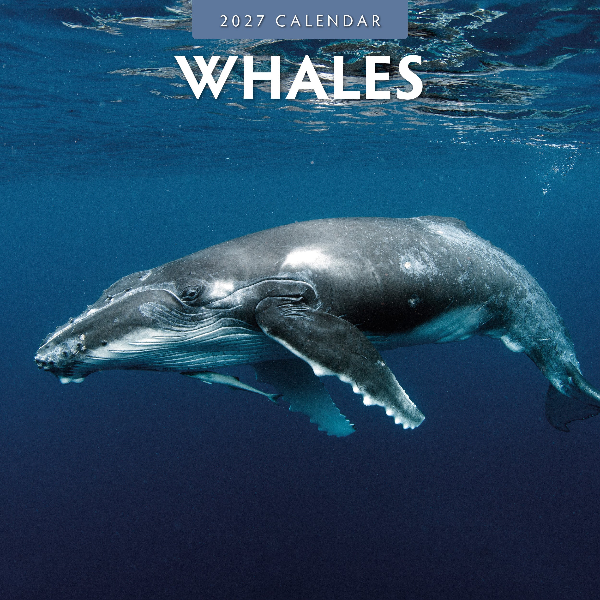 2027 Whales - Square Wall Calendar